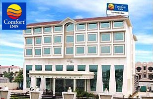 Woodpecker- Comfort Inn