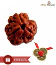 Divine Miracles Natural Three Face Rudraksha