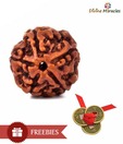 Divine Miracles Natural Five Face Rudraksha