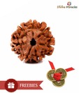 Divine Miracles Natural Seven Face Rudraksha