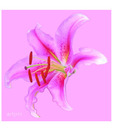 Artjini Close Up Of A Flower On Pink Background Painting