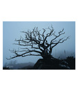 Artjini Bare Tree I Painting