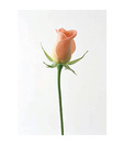 Artjini Rose Bud Painting
