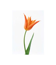 Artjini Orange Poppy Painting