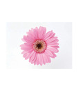 Artjini Pink Gerbera On White Background Painting