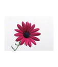 Artjini Pink Flower Close-up Painting