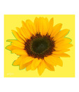 Artjini Sunflower On Green Background Painting