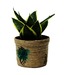 Nurturing Green MILT (Sansiviera) Potted Plant