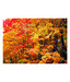 Artjini Blossom II Painting
