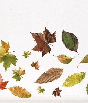 Plage Green Leafy Wall Sticker