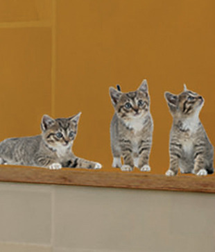 Plage Cute Kittens Wall Sticker