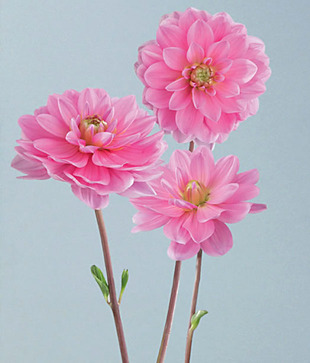 Plage Beautiful Dahlia Wall Sticker