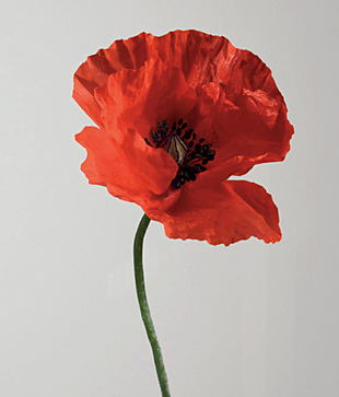Plage Passionate Poppy Wall Sticker